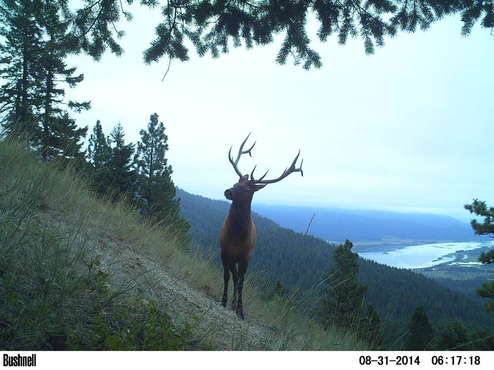 2016 Trail Camera Photo Contest