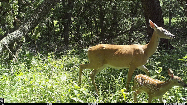 top rated game cameras