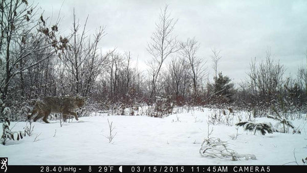 Cold Weather Trail Cameras