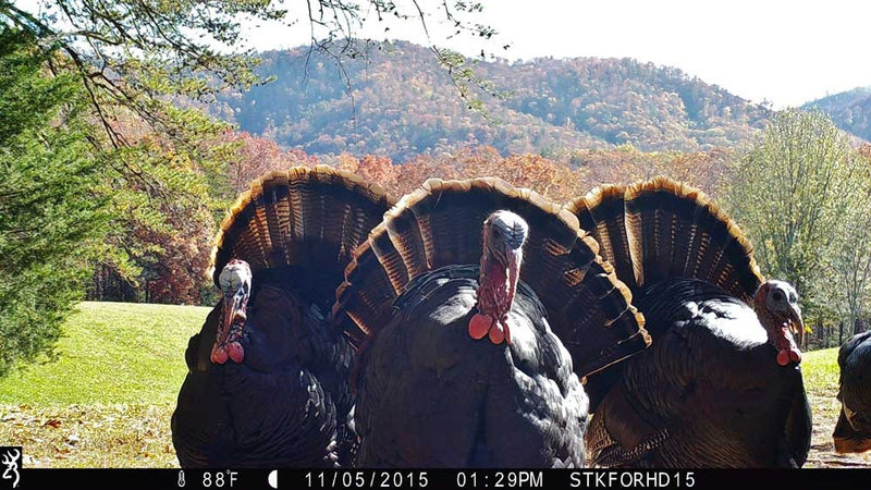 What Makes a Great Wildlife Camera?