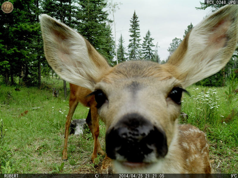 5 Trail Camera Myths & Mistakes