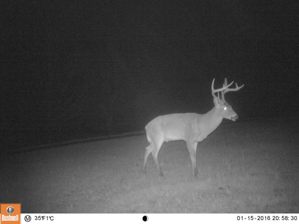 Bushnell Aggressor HD