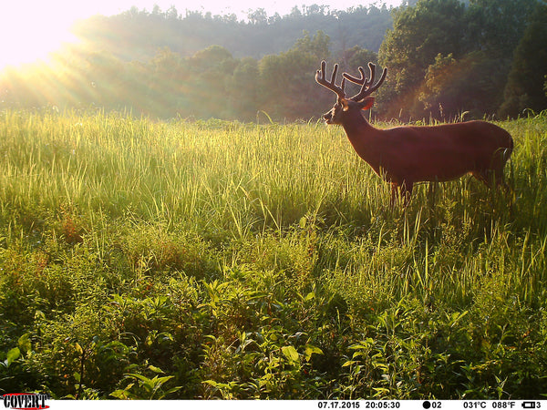 Best Game Cameras for Video