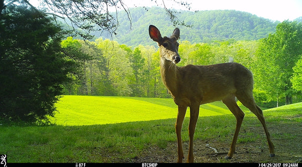 Using Mineral Licks with Trailcams