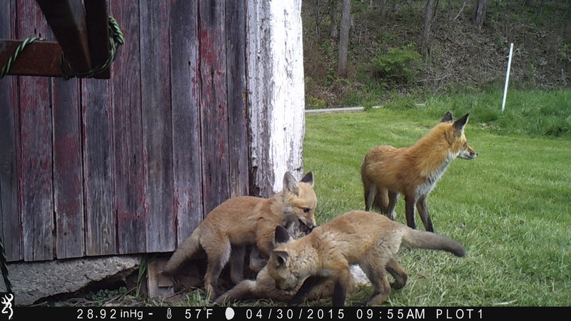 Stop Using Alkaline Batteries in Trail Cameras