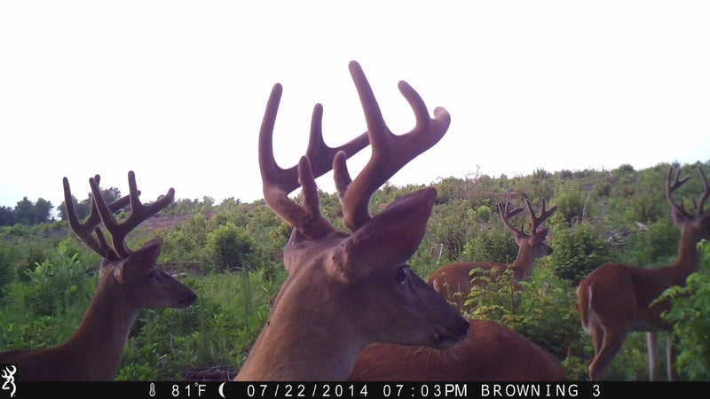 3 Trail Cameras Stolen