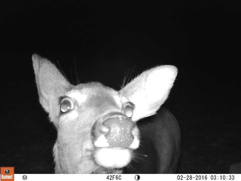 Year in Review | Bushnell Trail Cameras