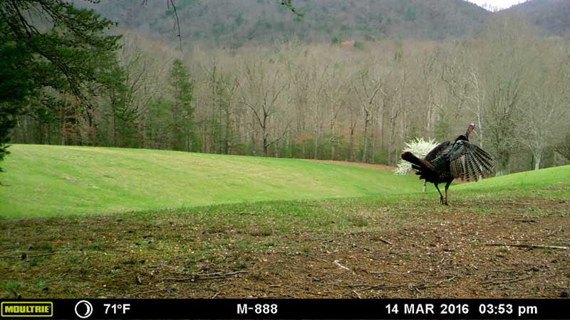 Moultrie Wireless Field Modem
