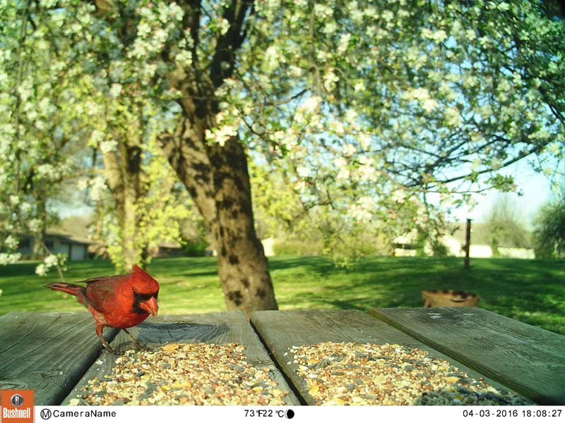 I Wasn't a Birdwatcher Before...