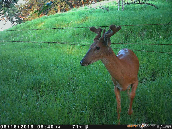 Year in Review | Spypoint Trail Cameras