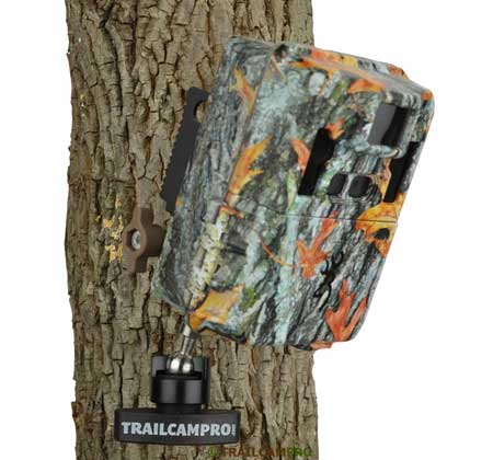 Slate River Stealth Mount on Tree